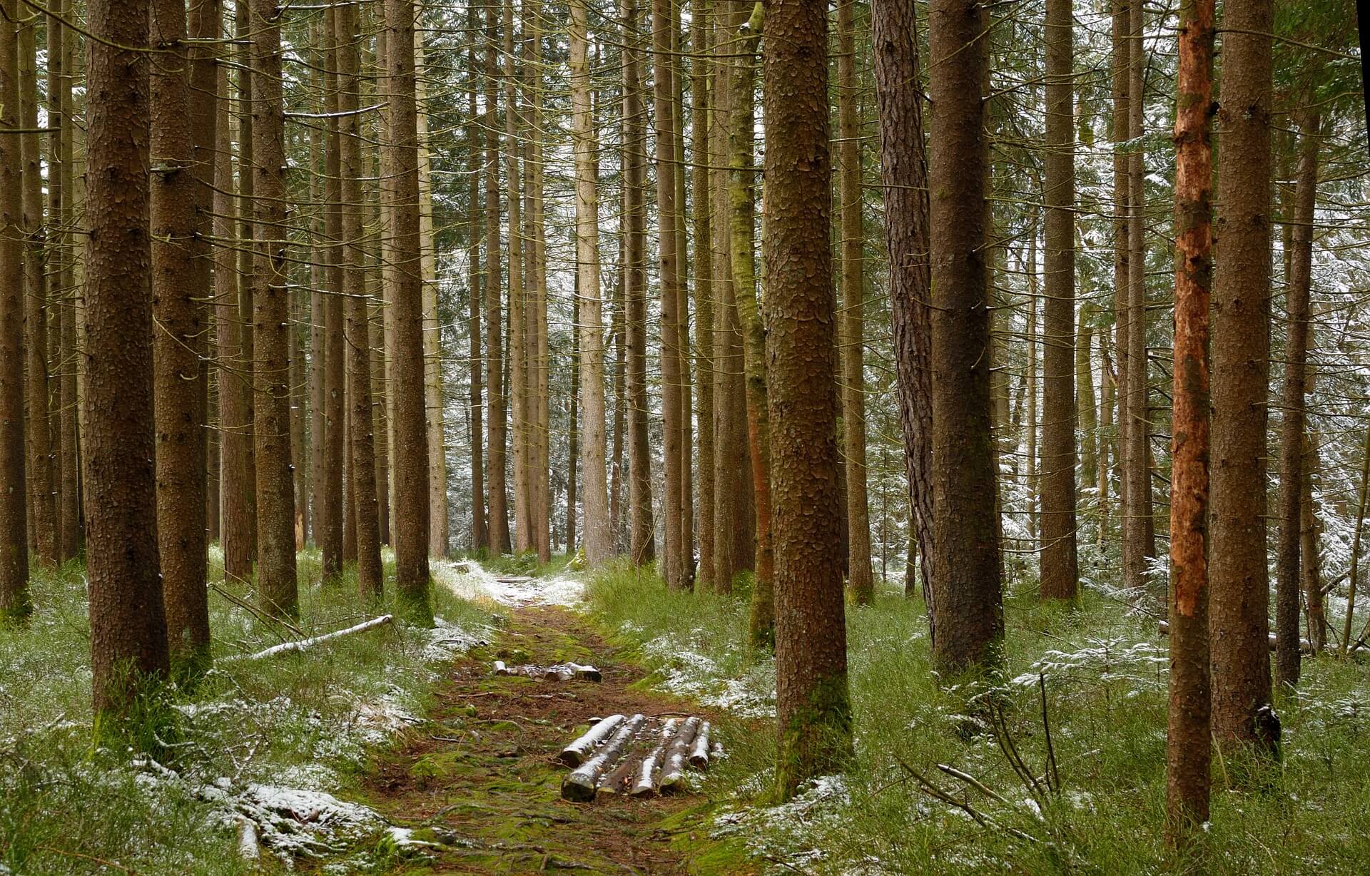 Timber with path